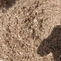 پیاز زعفران.بیست هزار کیلو