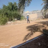 شلتوک عنبر بو