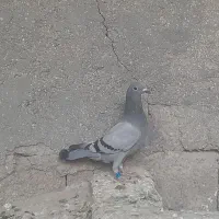 جفت جوجه پلاکی درجه یک