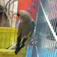 سهره کرمانی مست خون گلبسر مست خون|پرنده|مشهد, کوی المهدی|دیوار