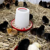 جوجه محلی جوجه کاکلی جوجه گردن لخت|حیوانات مزرعه|آستارا, |دیوار