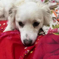 سگ نژاد اشپیتزه|سگ|تبریز, |دیوار