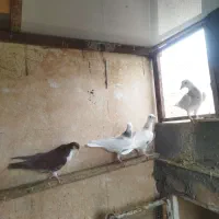 کفتر سار و ساده دم دار