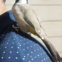 انواع پرندگان دستی سخنگو زینتی، کاسکو، راهب، طوطی|پرنده|شیراز, درکی|دیوار