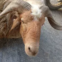 فحل عراقی3 ساله