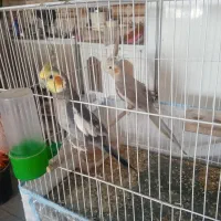 یه جفت عروس هلندی فروشی کسی خواست درخدمتم