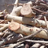 قطع وبرش وتیکه کردن چوب هرس درخت خشک بااره موتوری|خدمات باغبانی و درختکاری|زاهدان, |دیوار