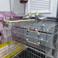 دوتا عروس هلندی نر