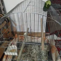 مرغ مینا سرحال|پرنده|بروجرد, |دیوار