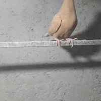 چپ زردماده یهودی هفرنگ ماده شصتی زرد گل دار|پرنده|قزوین, |دیوار