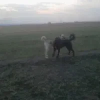 سگ ماده|سگ|یامچی, |دیوار