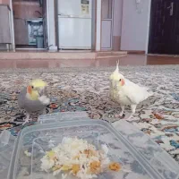 عروس هلندی|پرنده|آمل, |دیوار