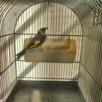 تعداد سهره جوجه قفس امسالی و پارسالی  قرص بخون|پرنده|کرج, باغستان|دیوار