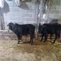 گوساله نر چالوسی یا گاو نر دو راس|حیوانات مزرعه|کوچصفهان, |دیوار