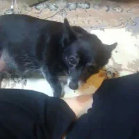 سگ‌پاکوتاه‌نزادروباهی‌ماده‌عقیم‌شده|سگ|پرند, فاز ۵|دیوار