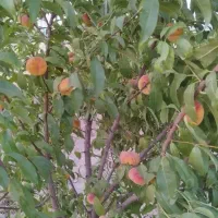 زمین کارزان|فروش زمین و ملک کلنگی|کارزان, |دیوار