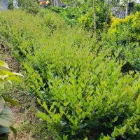 شمشاد و یاس هلندی و لاوسون