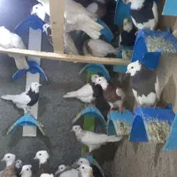 کفتر طوقی|پرنده|فردیس, فردیس|دیوار