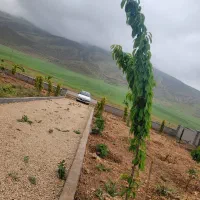 ۳ هکتار زمین کشاورزی مناسب سرمایه گذاری|فروش دفتر صنعتی، کشاورزی، تجاری|شیراز, گلستان|دیوار