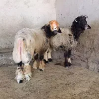 دوتا کوه نر