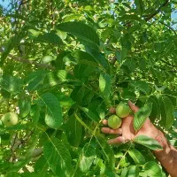 کار گروهی کشاورزی