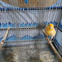 قناری نر و ماده|پرنده|ایلام, |دیوار