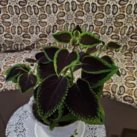 گل حسن یوسف زیبا پهن‌برگ|گل و گیاه طبیعی|کرمانشاه, |دیوار