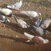 تعدادی کبوتر رنگی سالم