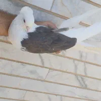 کفتر
