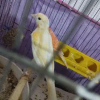 ماده موازییکی روشن|پرنده|عطاملک, |دیوار