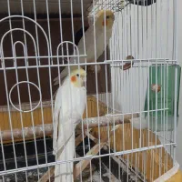 ۴ تا عروس هلندی سالم سالم همراه قفس و لوازم