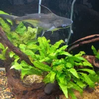 پنگوئن شکاری ۲۵ سانتی