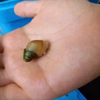 فروش حلزون دوماهه