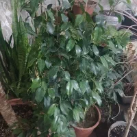 تعدادی گل زینتی|گل و گیاه طبیعی|باسمنج, |دیوار