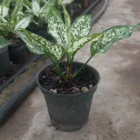 کارگر گلخانه شهرک گلخانه ای رشت