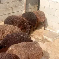 بره نر و ماده