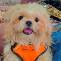 سگ شیتزو عروسکی