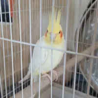 عروس هلندی نر سالم