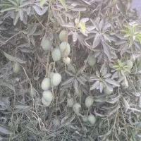 فروش انواع نهال تک و عمده|خدمات باغبانی و درختکاری|بندرعباس, |دیوار