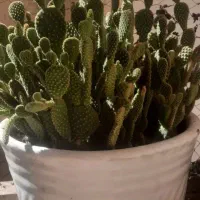 فروش نخل مرداب.کاکتوس.گل کاغذی.اشک تمساح|گل و گیاه طبیعی|کرمانشاه, |دیوار