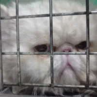 گربه پرشین اصیل