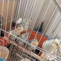 عروس هلندی مولد