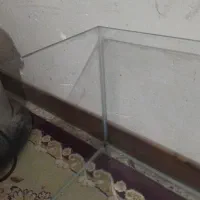 آکواریوم پرنده  کبوتر  پلاکی  قناری دورگ پلاکی