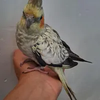 عروس هلندی نر