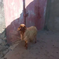 میش|حیوانات مزرعه|خرم‌آباد, |دیوار