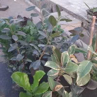 انواع گل آپارتمانی فقط و فقط ۱۰۰تومن