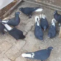 زاغ دم سفید و مصری یا نقره ای