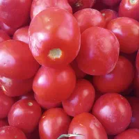 گورجه خوب سالم تمیز فروش برای رب