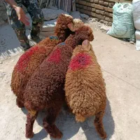 بره افشاری گله‌ای ماده ۳راس پرواری(گوسفند)
