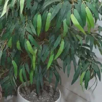 درختچه مصنوعی